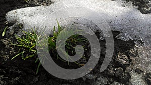 Thawed patches at the beginning of snowbreak, end of winter