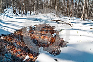 Thawed patches in the snowy forest. Spring coming