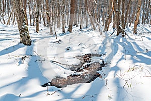 Thawed patches in the snowy forest. Spring coming