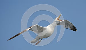 Thayer's gull