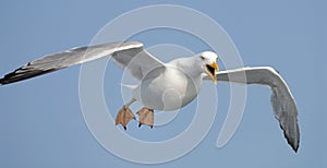 Thayer's gull