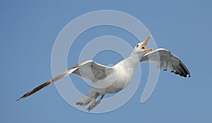 Thayer's gull
