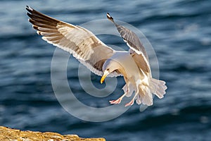 Thayer`s Gull photo