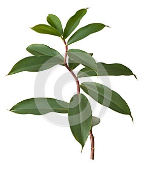 thebu leaves, costus speciosus foliage isolated