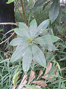 Thebu leaves Thebu (Costus speciosus)Sri Lanka.