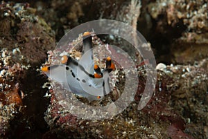 Thecacera picta Nudibranch