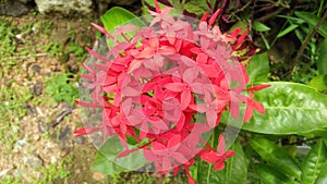 Thechi poov jungle-geranium ixora-coccinea rubiaceae chethi thetti poo