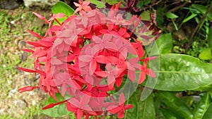Thechi poov jungle-geranium ixora-coccinea rubiaceae chethi thetti poo