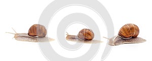 Thee beautiful snails