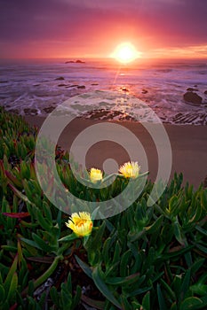 Thee Iceplants in the Pacific Coast