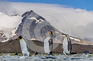 Thee King Penguins Walking in Line