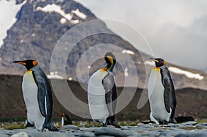 Thee King Penguins Walking in Line