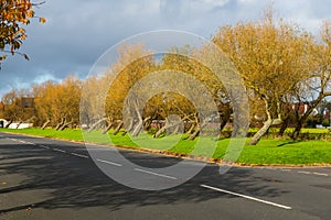 Wierd Looking Laid back Trees in Scotland photo