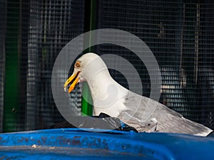 TheEuropean herring gull Larus argentatus on trash container looking for food in bags of human garbage. Living in city acting as