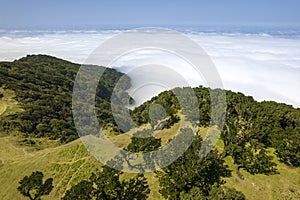 Thefanal Forest, Madeira Island, Portugal. Aerial photography