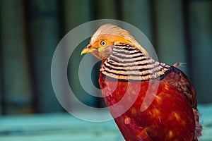 Theh golden pheasant  Chrysolophus pictus , also known as the Chinese pheasant , and rainbow pheasant , is a gamebird of the