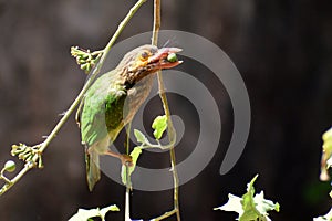 A theif caught-Brown headed barbet