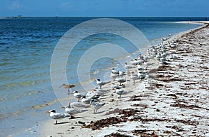 With their bright orange bills the Royal Terns share the shoreline with marbled godwits and laughing gulls on Estero Island