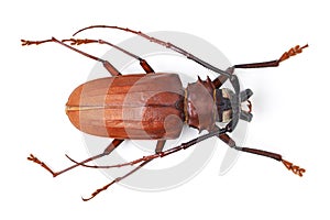 Their hardy exoskeletons protect them. Studio shot of a brown anthropod isolated on white.