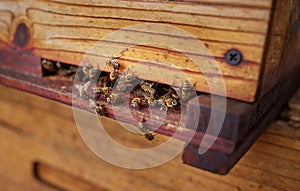 Their importance to mankind is beyond measure. Closeup shot of a beehive.