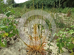 Fiore selvatico photo