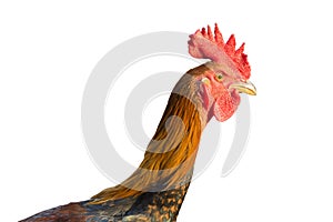 Theisolate of head of the gamecock