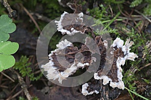 Thelephora penicillata