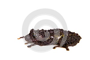 Theloderma bicolor, rare spieces of frog on white