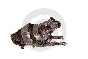Theloderma bicolor, rare spieces of frog on white