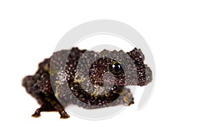 Theloderma bicolor, rare spieces of frog on white