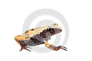 Theloderma chyangsinense, rare spieces of mossy frog on white