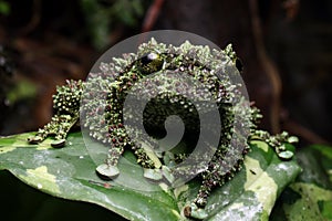 Theloderma corticale camouflage on leaves, moss tree frog camouflage on leaves