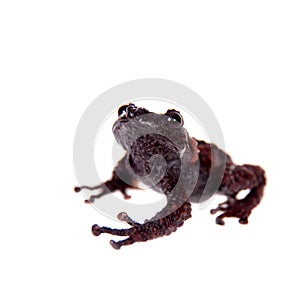 Theloderma gordoni, rare spieces of frog on white photo