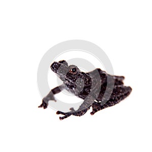 Theloderma horridum, rare spieces of frog on white