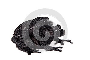 Theloderma ryabovi, rare spieces of frog on white