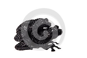 Theloderma ryabovi, rare spieces of frog on white