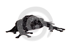 Theloderma ryabovi, rare spieces of frog on white