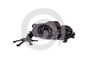 Theloderma ryabovi, rare spieces of frog on white
