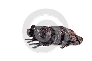 Theloderma ryabovi, rare spieces of frog on white