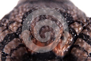 Theloderma ryabovi, rare spieces of frog on white