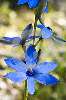 Thelymitra Crinita; Blue Sun Orchid