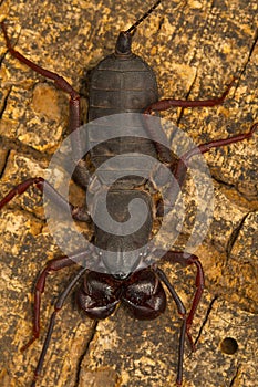 Whip tailed scorpion. Visakhapatnam, Andhra Pradesh, India. photo