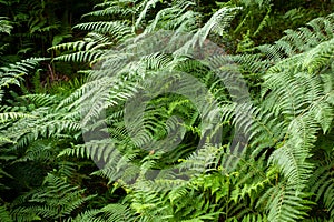 Thelypteris palustris, fern in in nature