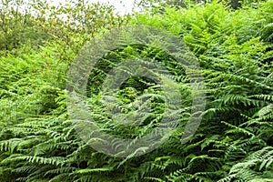 Thelypteris palustris, fern in in nature photo