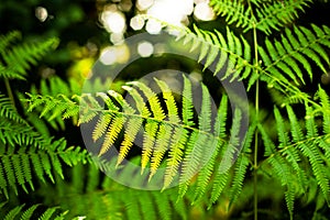 Thelypteris palustris, fern in in nature photo