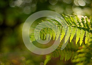 Thelypteris palustris, fern in in nature