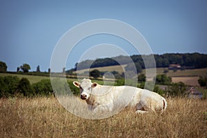 Theme is agriculture and the divorce of cattle. One white cow lies resting on the field in the background of the hills outside the