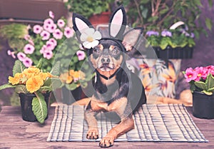 Theme of Easter and spring, the Dog in the costume of the Easter Bunny