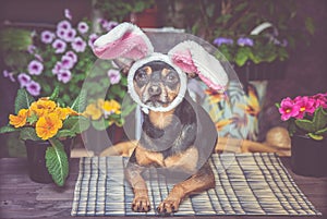 Theme of Easter and spring, the Dog in the costume of the Easter Bunny, in a hat and scarf surrounded by flowers