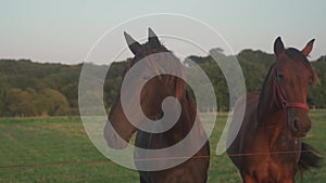 Theme of farming, animal husbandry and horse breeding in France is Brittany region. Bretagne horses graze in meadow
